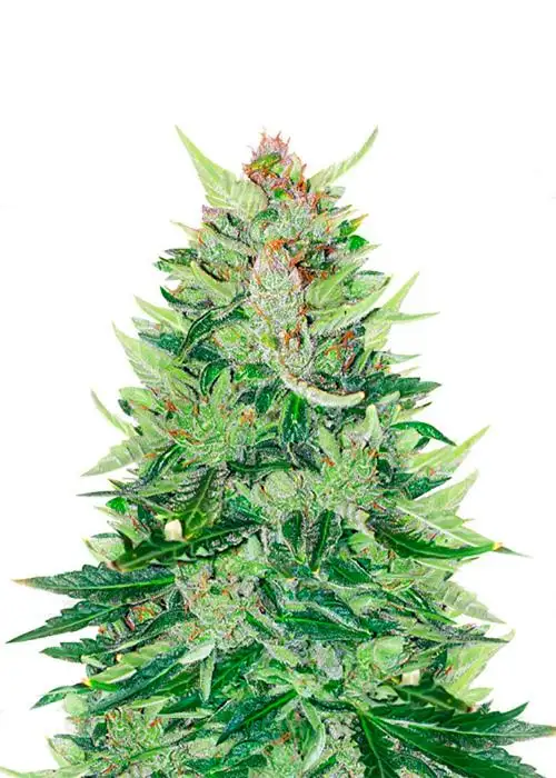CBD Lemon Auto by Herbies Seeds, Autoflower cannabis strain