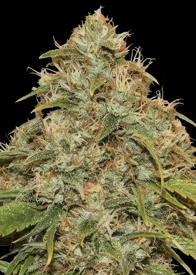 CBD Lemon Potion Auto cannabis strain