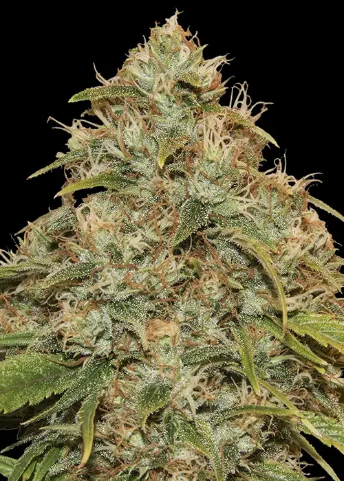 CBD Lemon Potion Auto by Barney's Farm, Autoflower cannabis strain