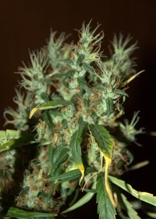 CBD Mango Haze by CBD-crew, Photoperiod cannabis strain