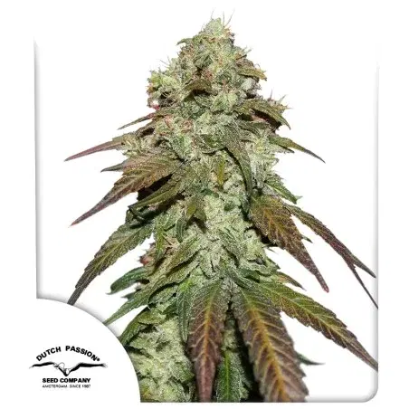 CBD Mazar by Dutch Passion, Photoperiod cannabis strain