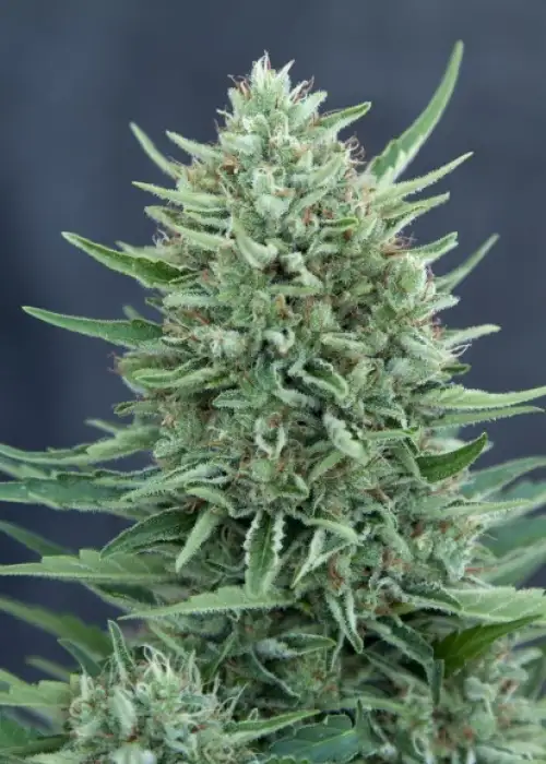 CBD Med Gom by CBD-crew, Autoflower cannabis strain