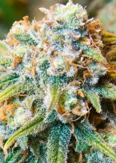 CBD Medi Kush by Spliff Seeds, Photoperiod cannabis strain