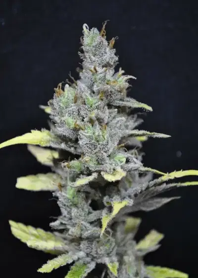 CBD MediHaze by CBD-crew, Photoperiod cannabis strain