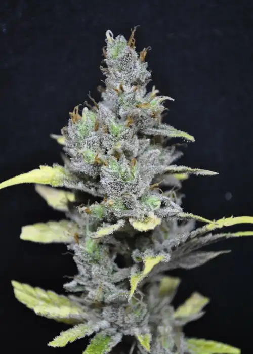 CBD MediHaze by CBD-crew, Photoperiod cannabis strain