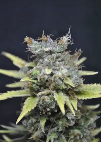 CBD Nordle by CBD-crew, Photoperiod cannabis strain