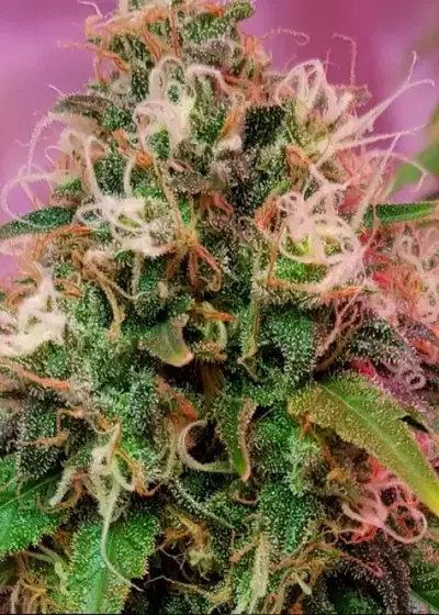 CBD OG Kush by CBD-crew, Photoperiod cannabis strain