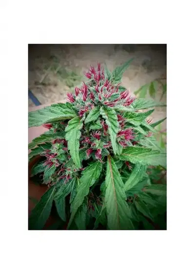 CBD Panties by 7 East Genetics, Photoperiod cannabis strain