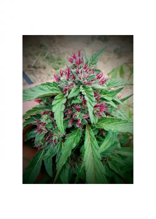CBD Panties by 7 East Genetics, Photoperiod cannabis strain