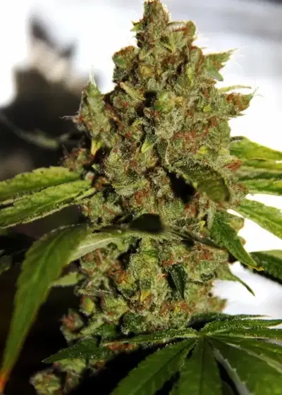 CBD PH by CBD-crew, Photoperiod cannabis strain