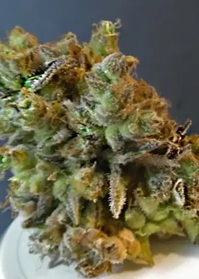 CBD Python by Feminised Seeds Company, Photoperiod cannabis strain