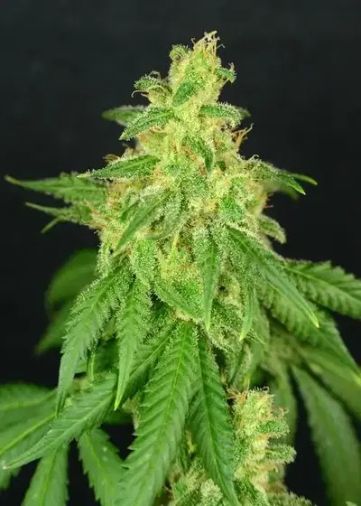 CBD Rene by House of the Great Gardener, Photoperiod cannabis strain