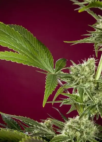 CBD Republik I by Reggae Seeds, Photoperiod cannabis strain
