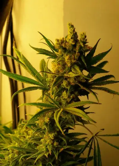 CBD SharkShock by CBD-crew, Photoperiod cannabis strain