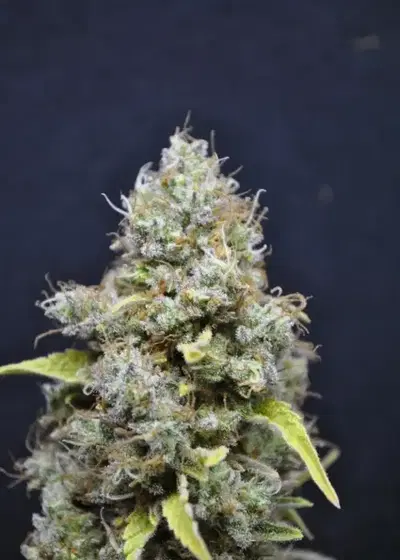 CBD Skunk Haze by CBD-crew, Photoperiod cannabis strain