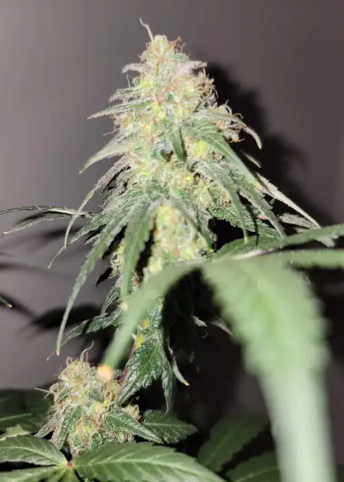 CBD Sour Tangie (1:25) by Homegrown Cannabis Co, Photoperiod cannabis strain