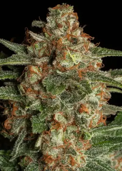 CBD Spliff Berry by Spliff Seeds, Photoperiod cannabis strain