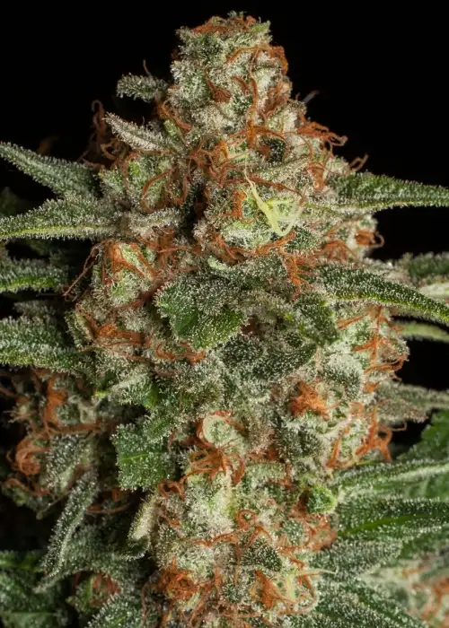 CBD Spliff Berry by Spliff Seeds, Photoperiod cannabis strain