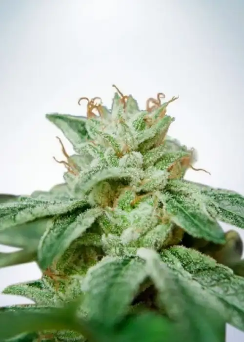 CBD Star by Ministry of Cannabis, Photoperiod cannabis strain