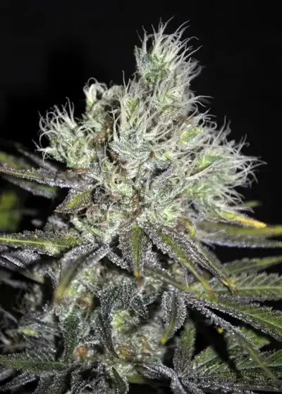CBD Sweet and Sour Widow by CBD-crew, Photoperiod cannabis strain