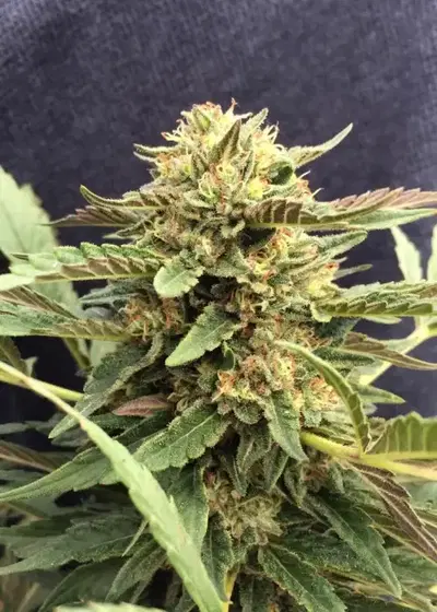 CBD Therapy by CBD-crew, Photoperiod cannabis strain