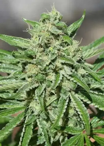 CBD Tonic by World of Seeds, Photoperiod cannabis strain