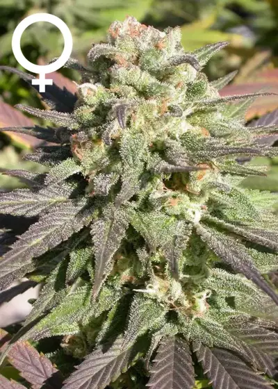CBD Warlock by Serious Seeds, Photoperiod cannabis strain