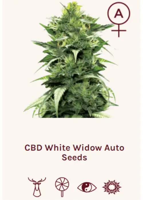 CBD White Widow Auto by Super Siberia, Autoflower cannabis strain