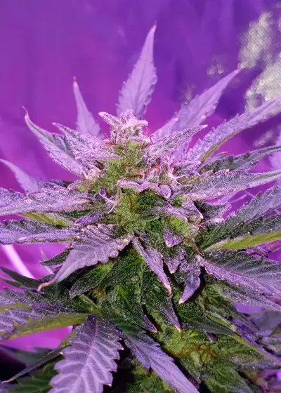 CBD White Widow by Quebec Cannabis Seeds QCS, Photoperiod cannabis strain