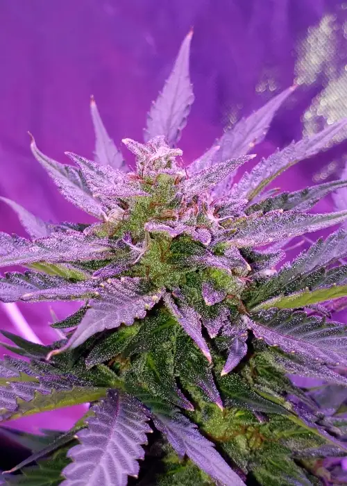 CBD White Widow by Quebec Cannabis Seeds QCS, Photoperiod cannabis strain