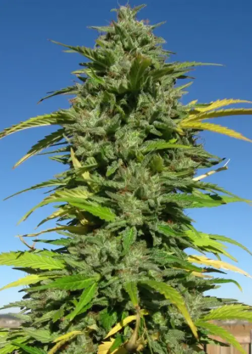 CBD Yummy by CBD-crew, Photoperiod cannabis strain