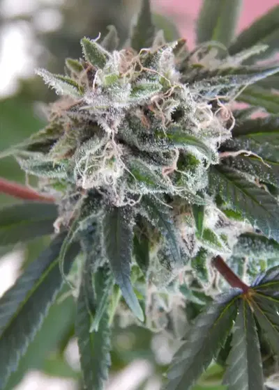 CBDream by Crop King Seeds, Photoperiod cannabis strain