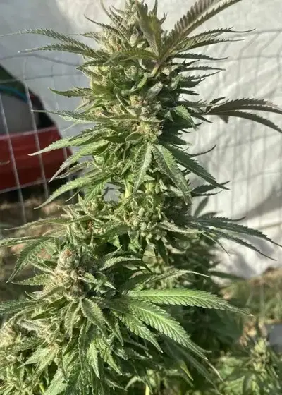 Celestial Tremors by Katsu Seeds, Photoperiod cannabis strain