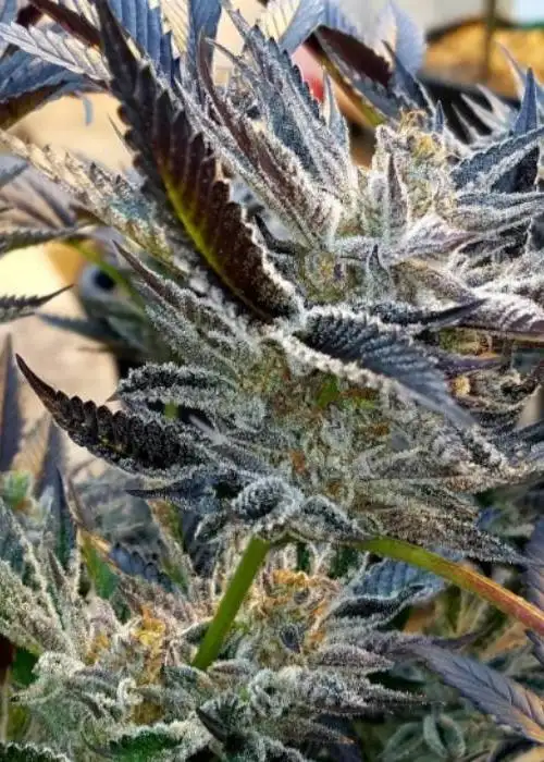 Cement Shoes by Cult Classics Seeds, Photoperiod cannabis strain