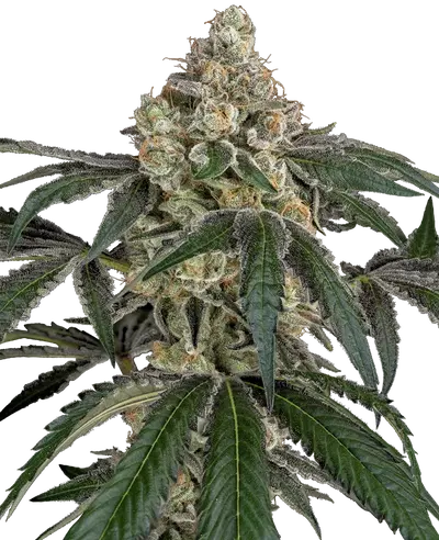 Cereal Killa by Drohammad Seeds, Photoperiod cannabis strain