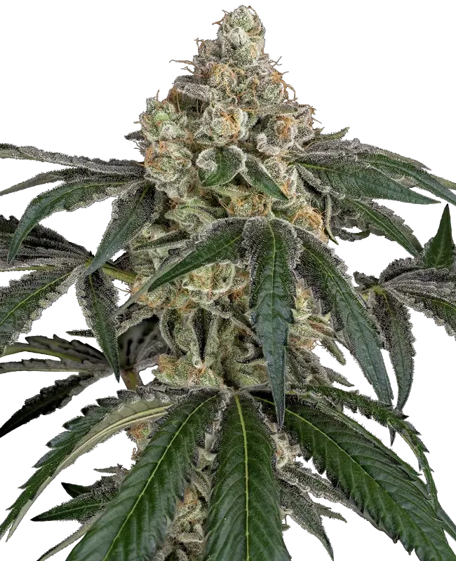Cereal Killa by Drohammad Seeds, Photoperiod cannabis strain
