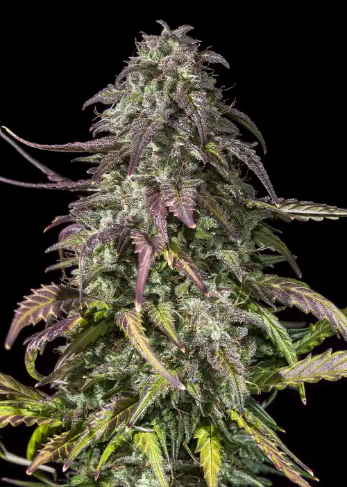 Cereal Milk by Limited Trees Genetics cannabis strain
