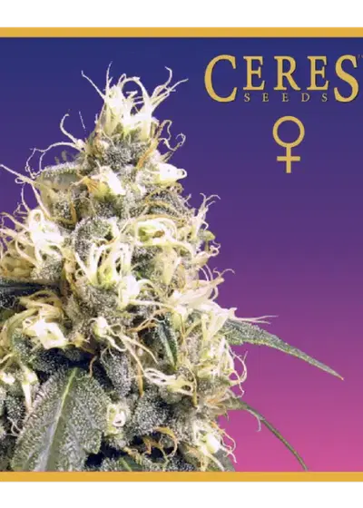 Ceres Kush by Ceres seeds, Photoperiod cannabis strain