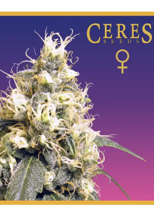 Ceres Kush by Ceres seeds, Photoperiod cannabis strain