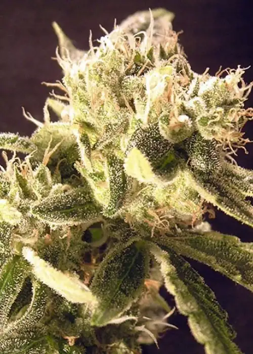 Ceres Seeds AUTO Easy Rider by Ceres seeds, Autoflower cannabis strain