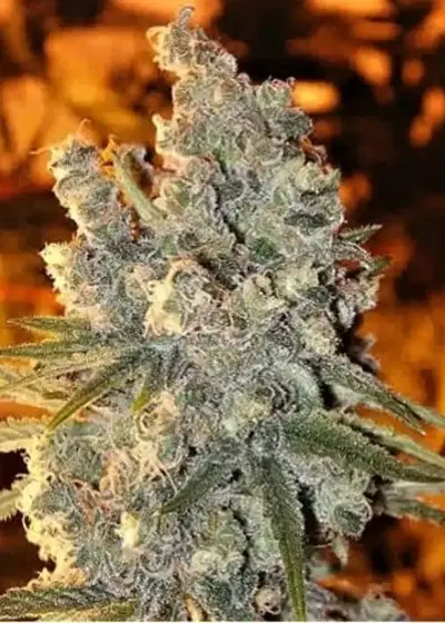 Ceres Seeds Fruity Thai by Ceres seeds, Photoperiod cannabis strain