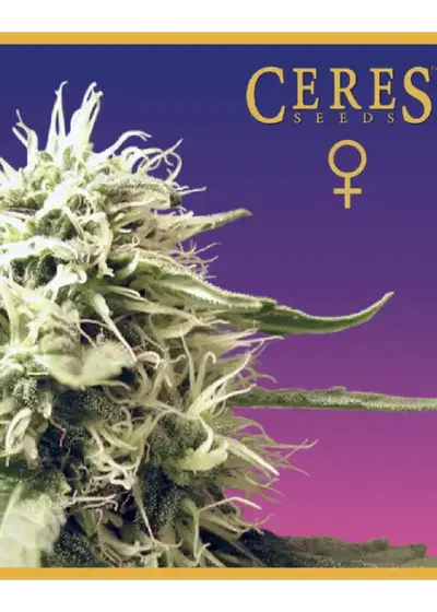Ceres Skunk by Ceres seeds, Photoperiod cannabis strain