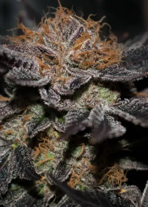 Challenger Deep by Ocean Grown Seeds, Photoperiod cannabis strain