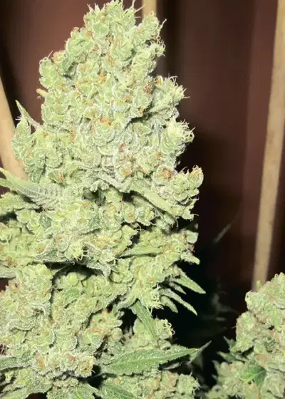 Channel + by Medical Seeds, Photoperiod cannabis strain