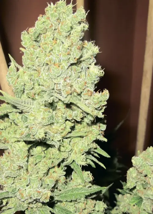Channel + by Medical Seeds, Photoperiod cannabis strain