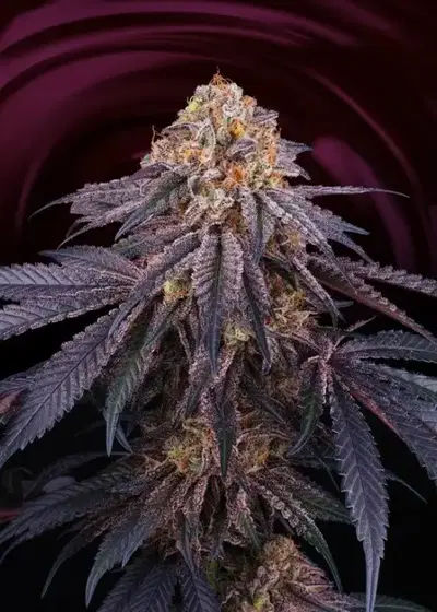 Chantilly by Perfect Tree, Photoperiod cannabis strain