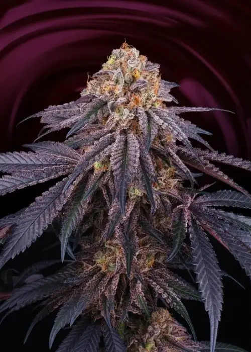 Chantilly by Perfect Tree, Photoperiod cannabis strain