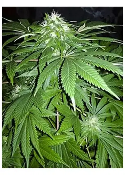Chapita de Michoacan by Cannabiogen Seeds, Photoperiod cannabis strain