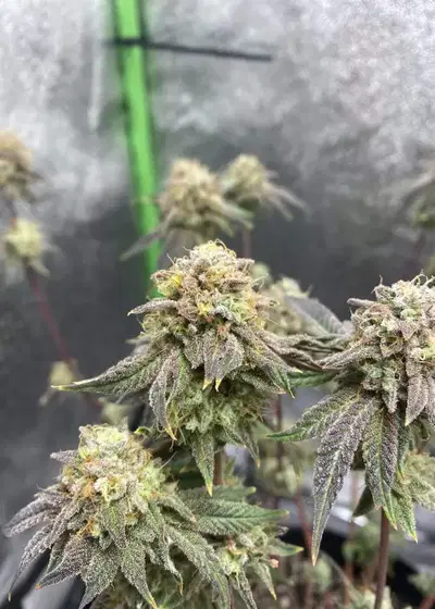 Charmz by Raw Genetics, Photoperiod cannabis strain
