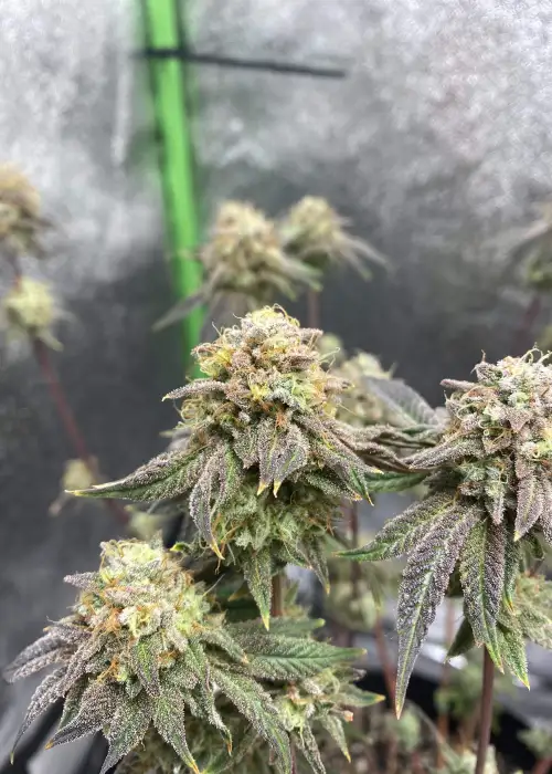 Charmz by Raw Genetics, Photoperiod cannabis strain